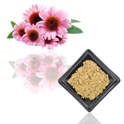 7% বিশুদ্ধ Echinacea Purpurea উদ্ভিদ নির্যাস পাউডার পলিফেনল নির্যাস