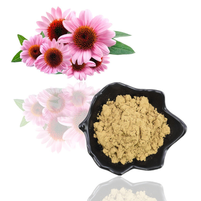 বিশুদ্ধ প্রাকৃতিক জৈব Echinacea Purpurea নির্যাস 4% পলিফেনল পাউডার