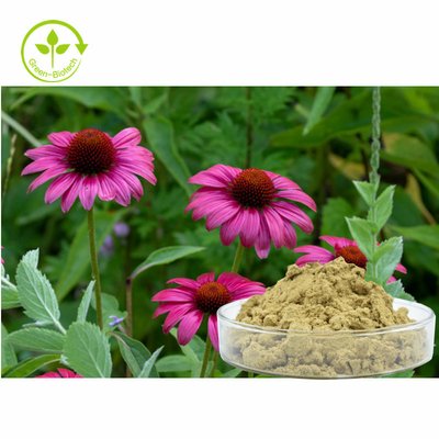 উদ্ভিদ Echinacea Purpurea নির্যাস 4% পলিফেনলস পাউডার স্বাস্থ্যকর যত্ন পণ্য