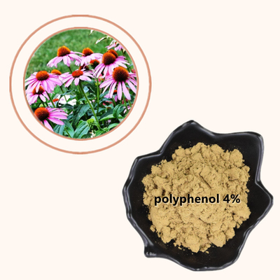উদ্ভিদ Echinacea Purpurea নির্যাস 4% পলিফেনলস পাউডার স্বাস্থ্যকর যত্ন পণ্য