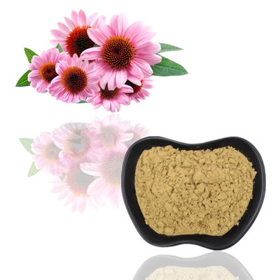 উদ্ভিদ Echinacea Purpurea নির্যাস 4% পলিফেনলস পাউডার স্বাস্থ্যকর যত্ন পণ্য