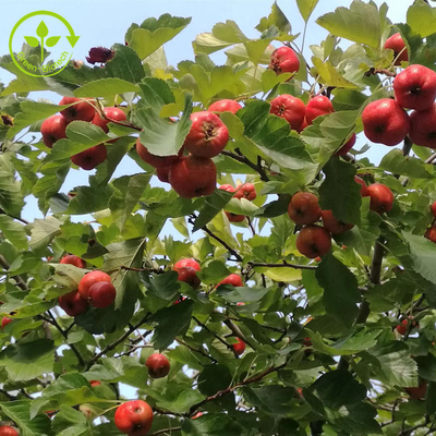 Hawthorn Berry Extract Flavones 80% পাউডার Crataegus পাতার নির্যাস