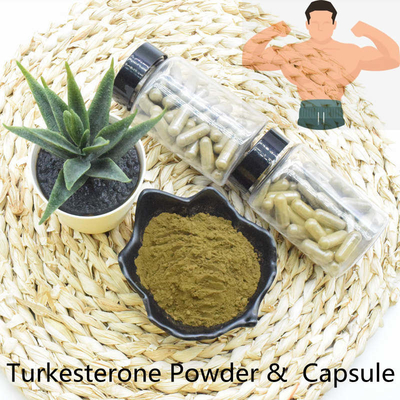 শীর্ষ মানের দ্রুত ডেলিভারি Turkesterone পাউডার নির্যাস