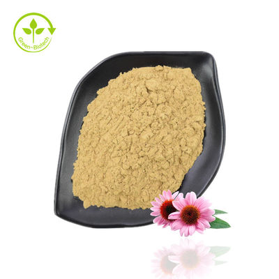 উচ্চ বিশুদ্ধতা Echinacea Purpurea Extract পাউডার 10%-40% Echinacoside