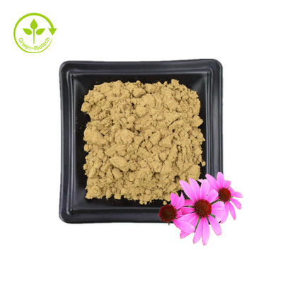 বাল্ক সাপ্লাই Echinacea Purpurea Extract 4% Polyphenol 2% Chicoric Acid