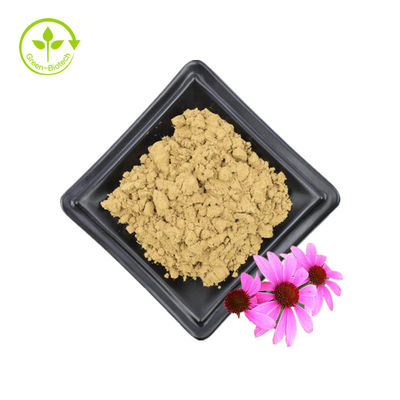 বাল্ক সাপ্লাই Echinacea Purpurea Extract 4% Polyphenol 2% Chicoric Acid