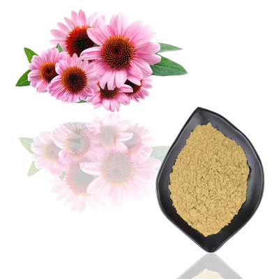 প্রাকৃতিক জৈব Echinacea Purpurea এক্সট্র্যাক্ট পলিফেনল 2% - 4% সিকোরিক অ্যাসিড 2% - 5%