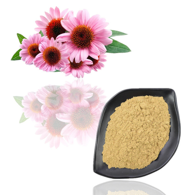ফুড গ্রেড উদ্ভিদ নির্যাস পাউডার Echinacea Purpurea ফুলের নির্যাস