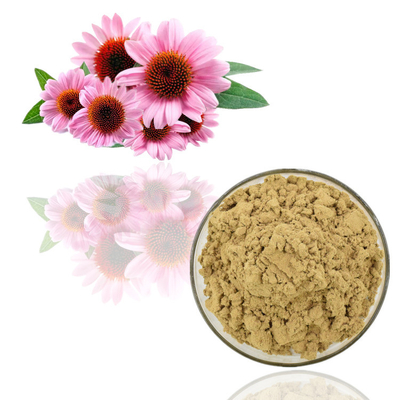 বিশুদ্ধ প্রাকৃতিক উদ্ভিদ নির্যাস পাউডার Echinacea Purpurea এক্সট্র্যাক্ট পাউডার বাল্ক