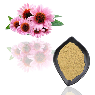 বিশুদ্ধ প্রাকৃতিক উদ্ভিদ নির্যাস পাউডার Echinacea Purpurea এক্সট্র্যাক্ট পাউডার বাল্ক