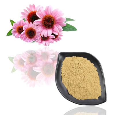 Echinacea Purpurea Extract 4% - 6% Polyphenol Plant Extract পাউডার