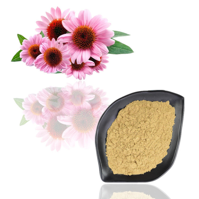 Echinacea Purpurea Extract 4% - 6% Polyphenol Plant Extract পাউডার