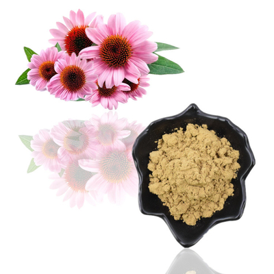 ভেষজ Echinacea Purpurea Root Extract Polyphenols 4% Echinacea Purpurea Extract