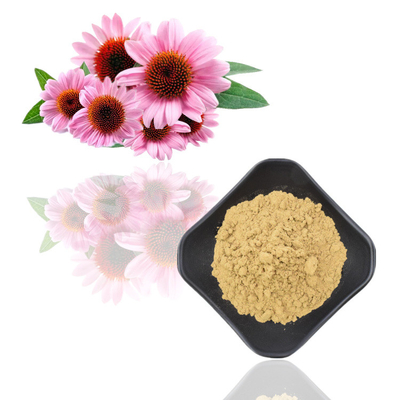 ভেষজ Echinacea Purpurea Root Extract Polyphenols 4% Echinacea Purpurea Extract