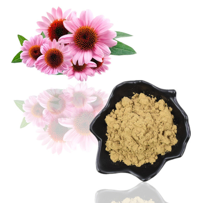 বিশুদ্ধ প্রাকৃতিক জৈব Echinacea Purpurea নির্যাস 4% পলিফেনল পাউডার