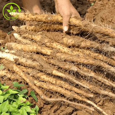 খাদ্য / প্রসাধনী গ্রেড প্রাকৃতিক ইয়াম এক্সট্র্যাক্ট 98% ডায়োসজেনিন ওয়াইল্ড ইয়াম এক্সট্র্যাক্ট পাউডার
